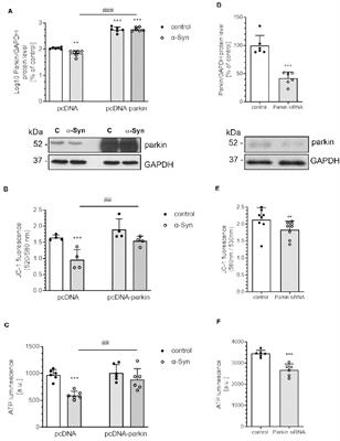 Exogenous Alpha-Synuclein Evoked Parkin Downregulation Promotes Mitochondrial Dysfunction in Neuronal Cells. Implications for Parkinson’s Disease Pathology